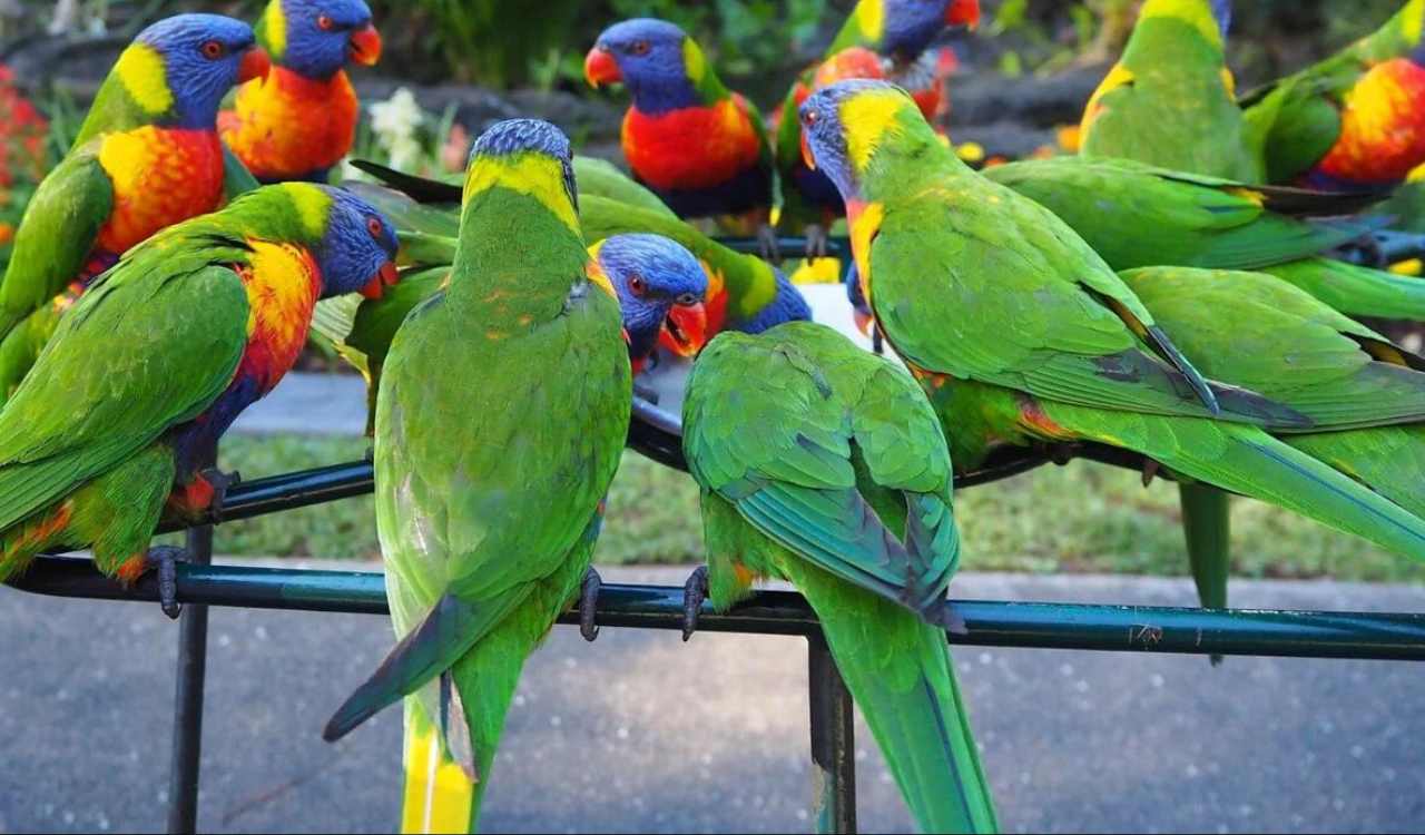 five-people-died-in-europe-due-to-parrot-fever